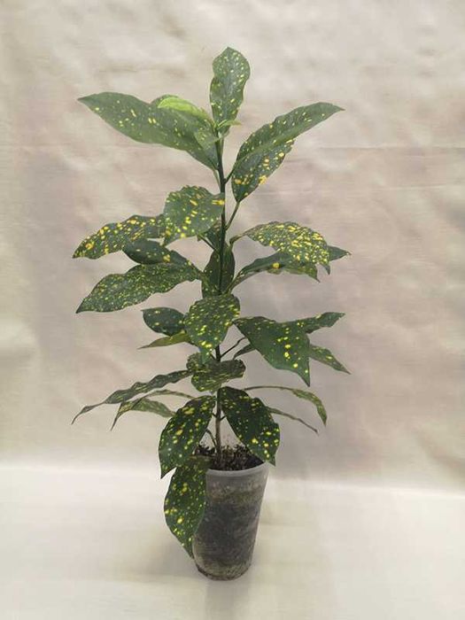 Кротон санни стар (Sunny Star), аукуболистный