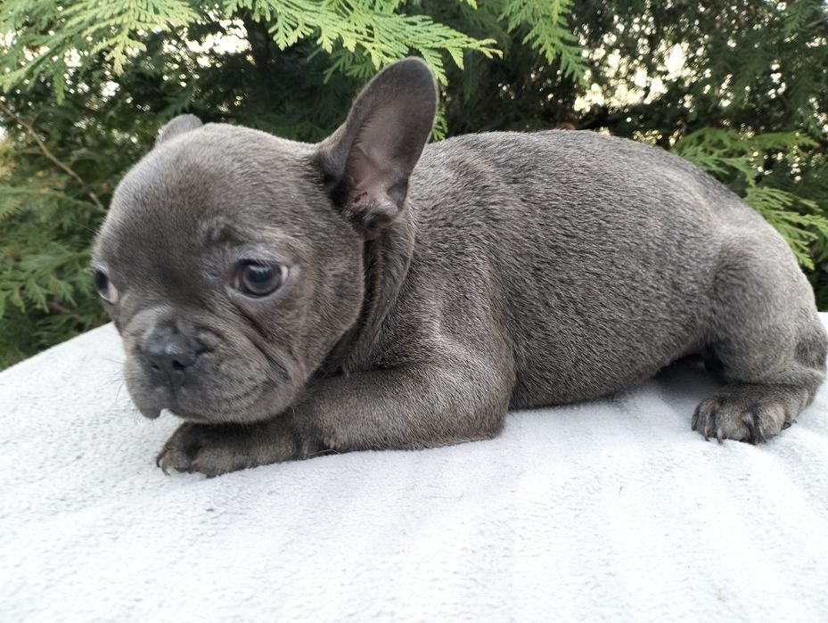 Szczeniak Buldog Francuski Blue