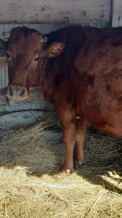 Продам корову ,теленка