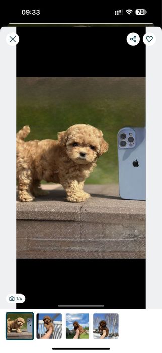 Начe з обкладuнки Maltipoo ‼️ мальтіпу ‼️. Мальтипу