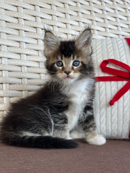 Saphira-Kotka Maine Coon