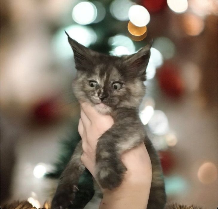 Свободны красотки девчушки