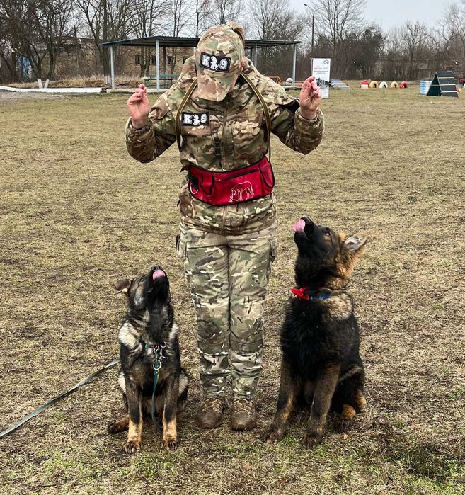 цуценя немецькоі вівчарки