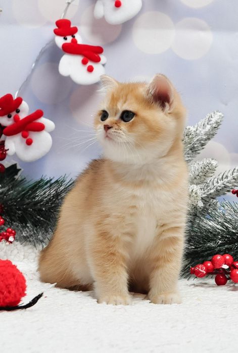 Золота британочка