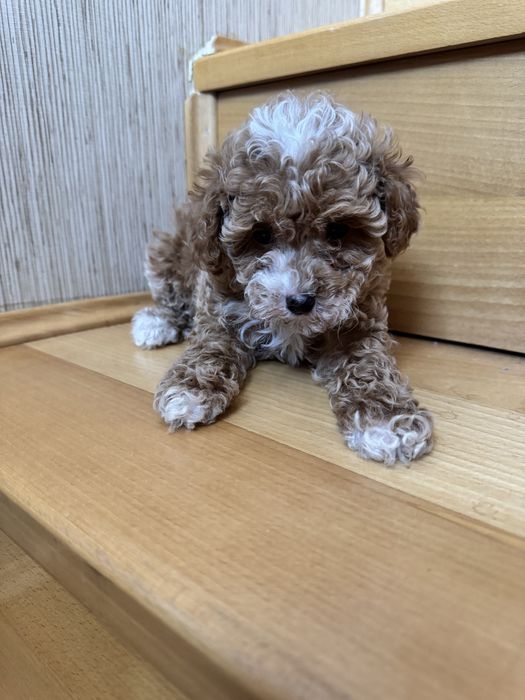 Красуня мальтіпу