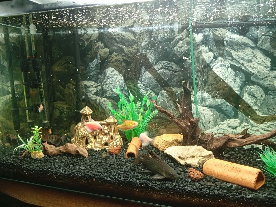 Sprzedam rybki 14 sztuk