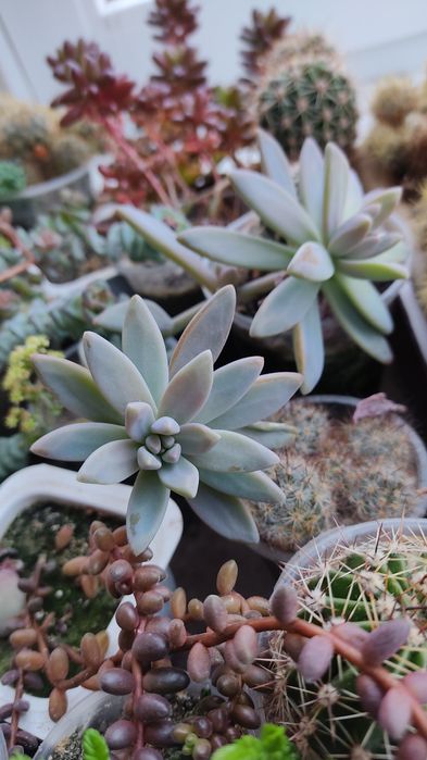 Красула рупестріс (наскальна) , Crassula rupestris сукулент