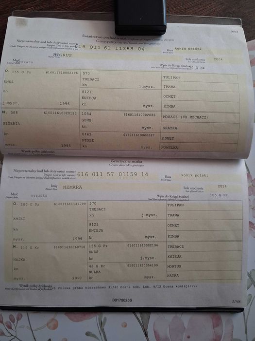 Konik Polski klacz - sprzedam