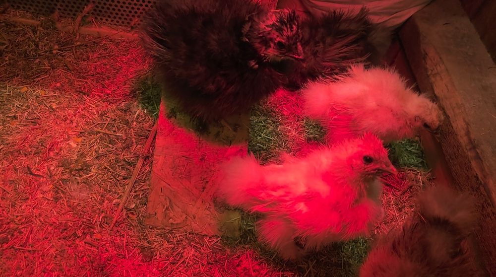 Silkie Jedwabiste USA