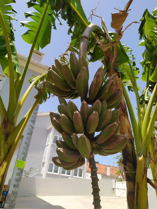 Bananeiras a partir de 10€ Particular