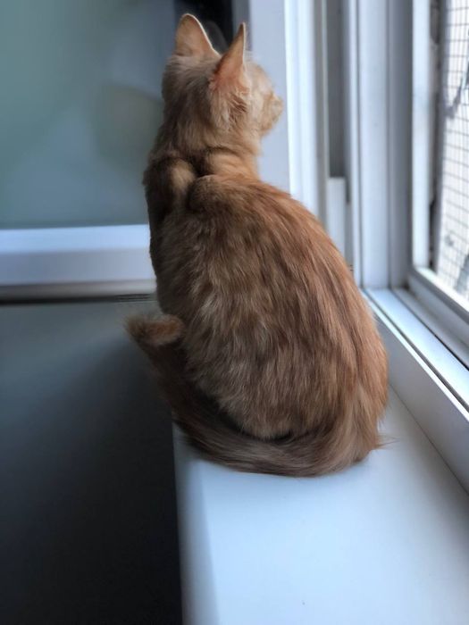 Котенок мальчик 4 месяца бесплатно