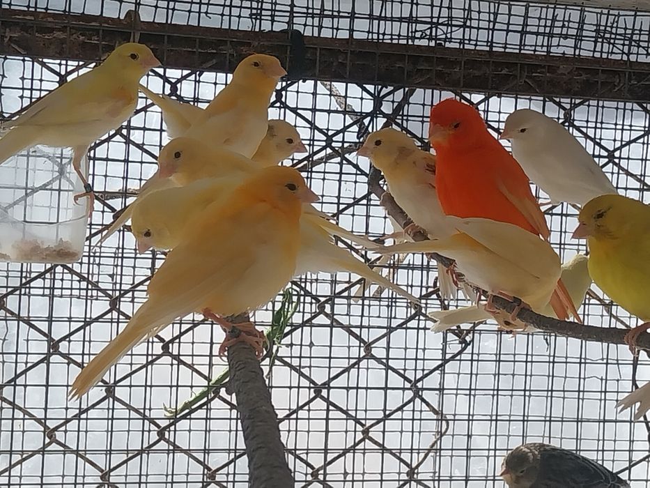 Canarios novos para venda