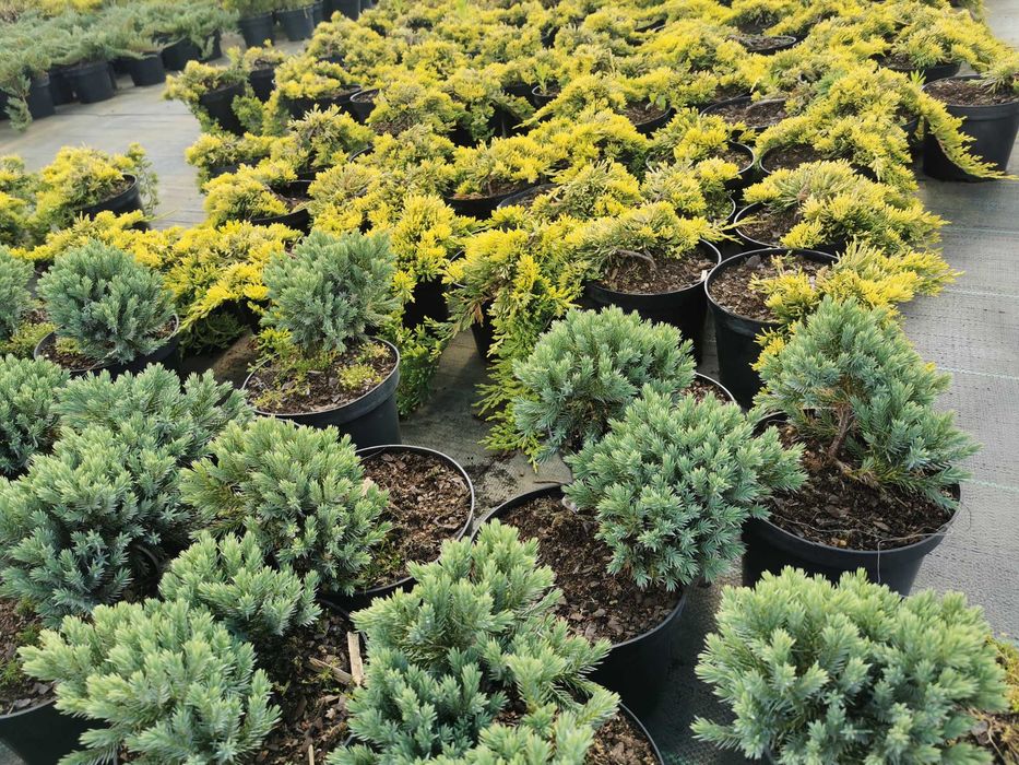 Jałowce różne odmiany