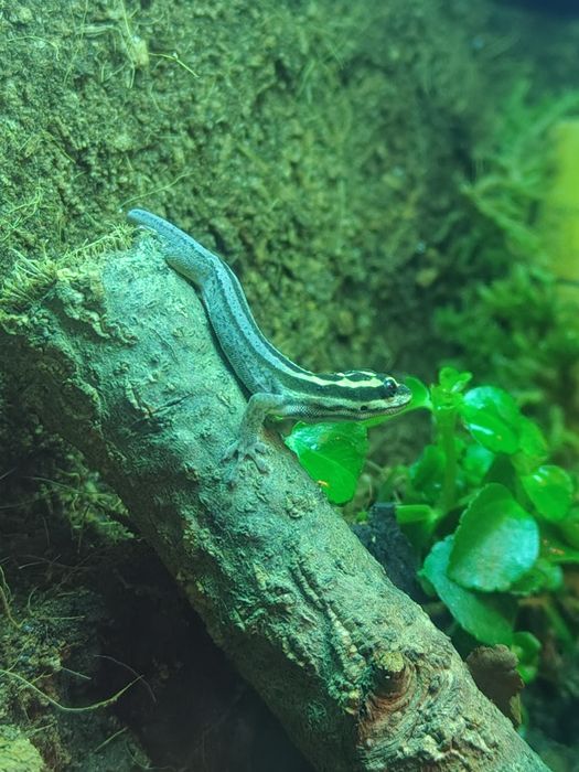 Lygodactylus kimhowelli gekon dzienny jaszczurka