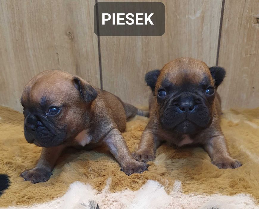 Buldog francuski -PIESEK
