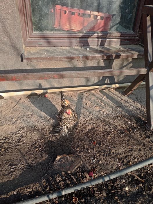 Kurki karzełki łapciate