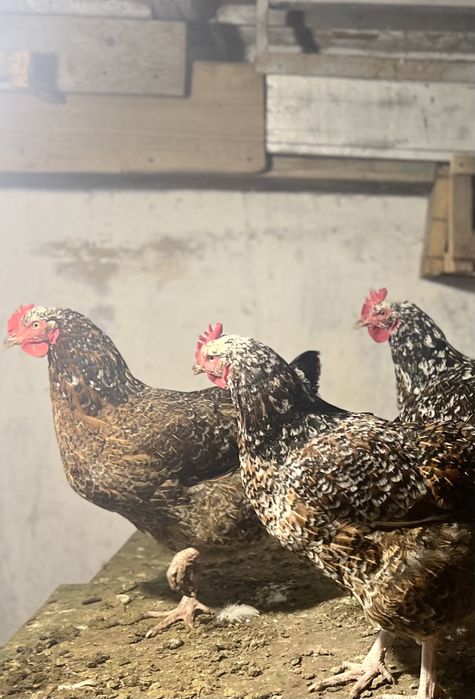 Інкубаційні яйця