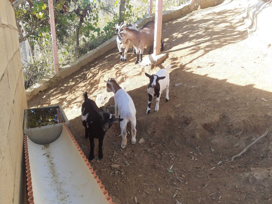 Crias de Cabras Anãs