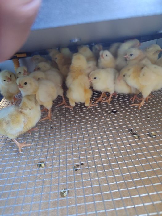 Pintos galinhas leghorn