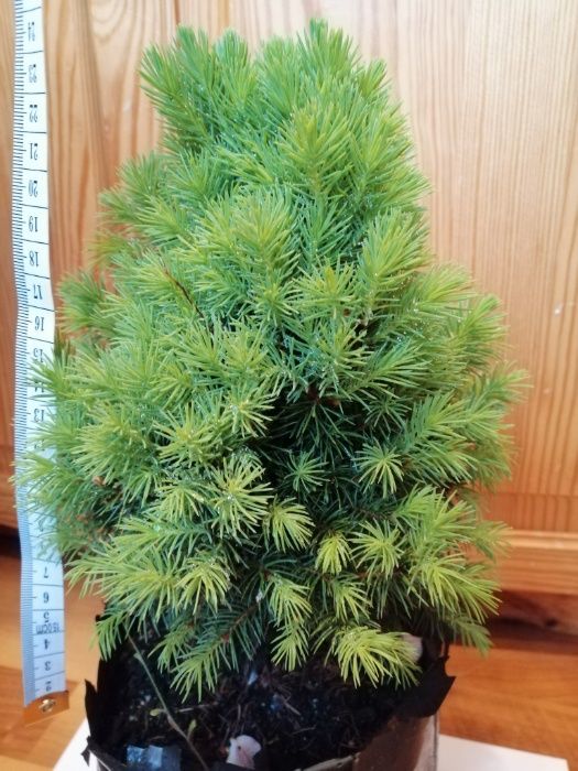 Świerk Biały Conica Lawenda