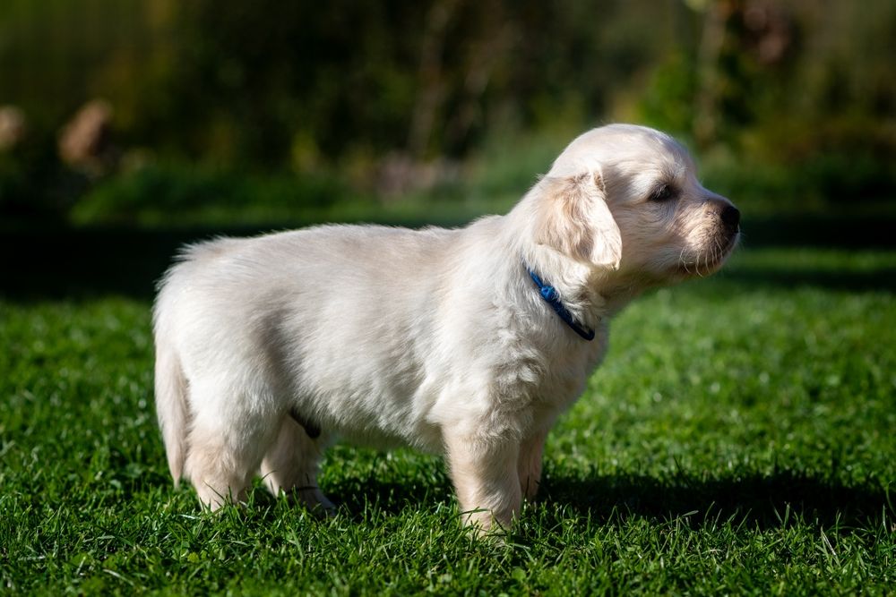 Golden Retriever ZKwP/FCI