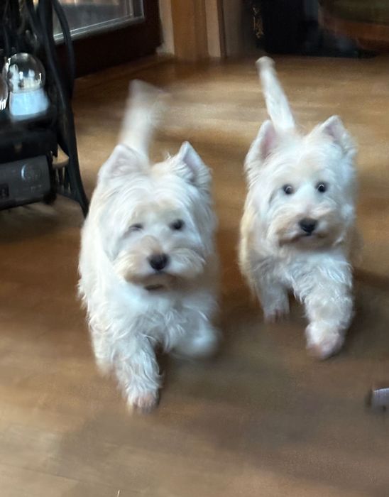 West Highland White Terrier ZKwP - szczeniak piesek Perfect Pride