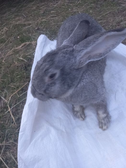 Кролики, чистокровні породи