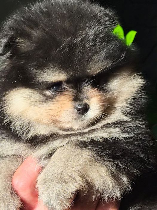 Szpic miniaturowy pomeranian/Cudna miniaturowa sunia