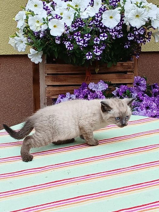 Ragdoll śliczna kotka