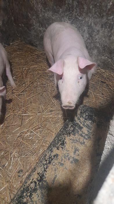 Продаються поросята