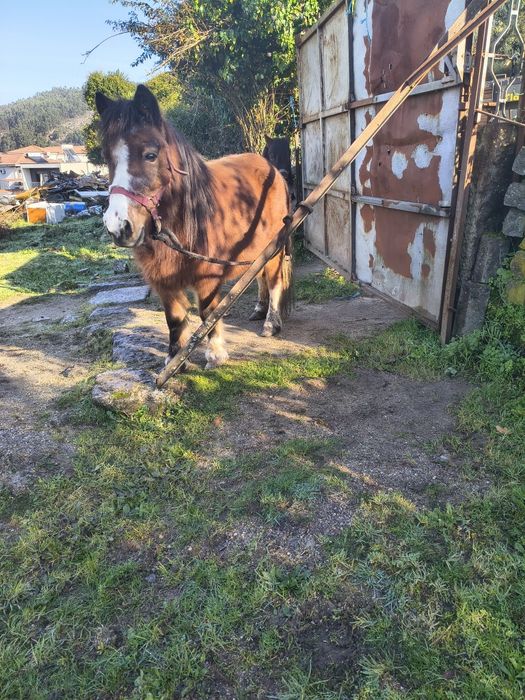 Ponei fêmea mansinha