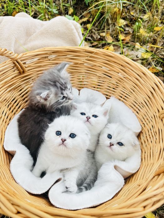 Шотландські котята