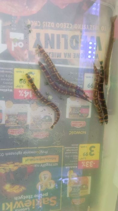 Akanthophthalmus (ryby denne) – zdrowe, 6 zł/szt.