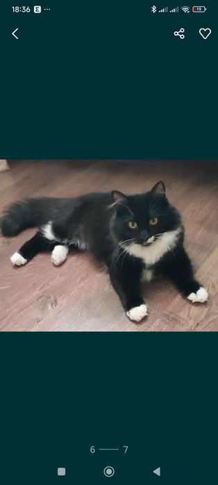 Розшук! Буча! Лісова Буча!