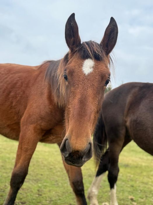 Klacz Śląska po rodzicach z licencją