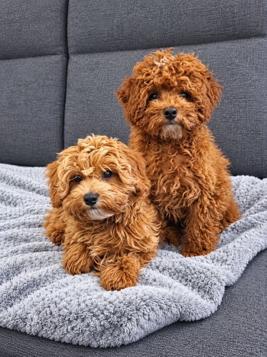 Maltipoo f1b chłopiec po wszystkich szczepieniach  ur.22.05  26