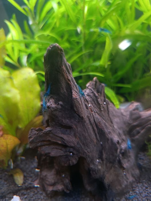 Vendo camarões neocaridina blue
