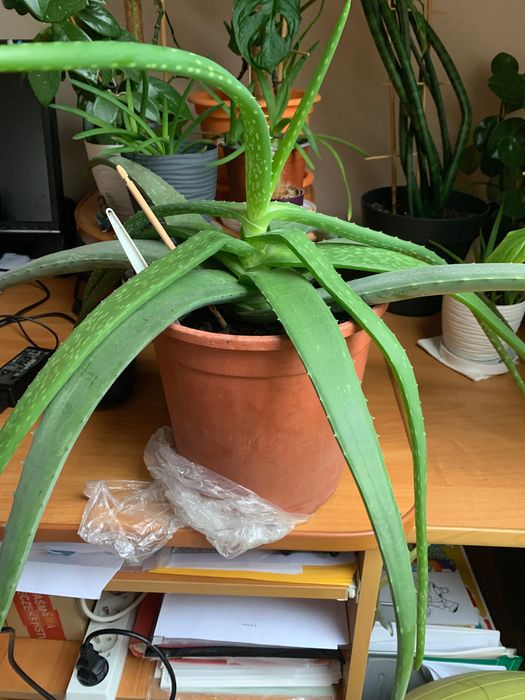 Aloes w doniczce kwiat