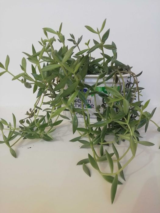 Суккуленти, різні види. Обмін/продаж