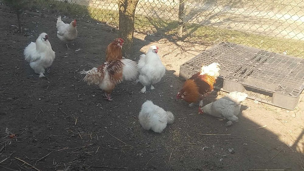 Kuguty jedwabiste silki