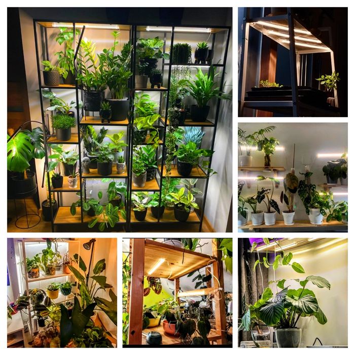 Фітолампа для рослин LED, для орхідей, фіалок, квітів і розсади