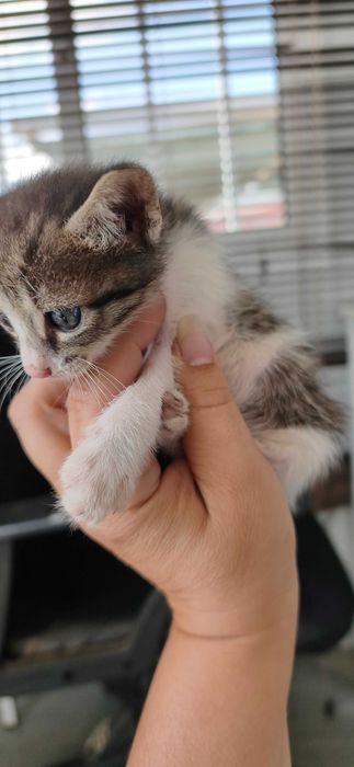 5 gatinhos para dar