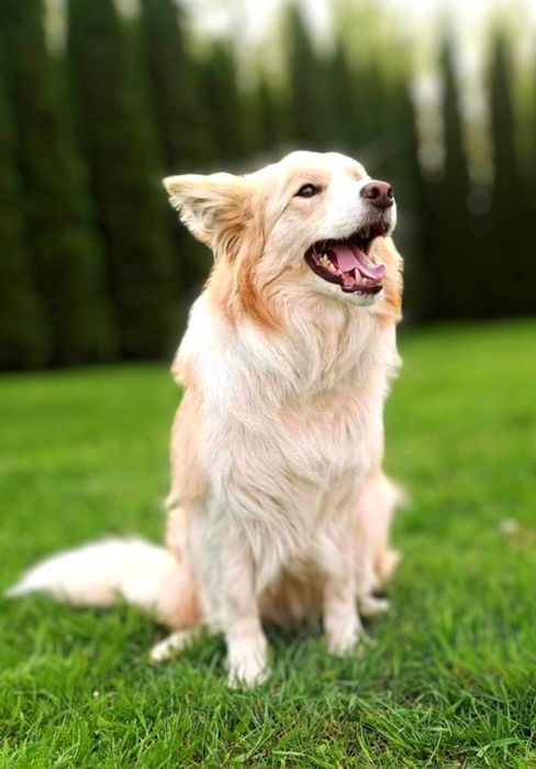 Sunia szczenię Border Collie ZKwP