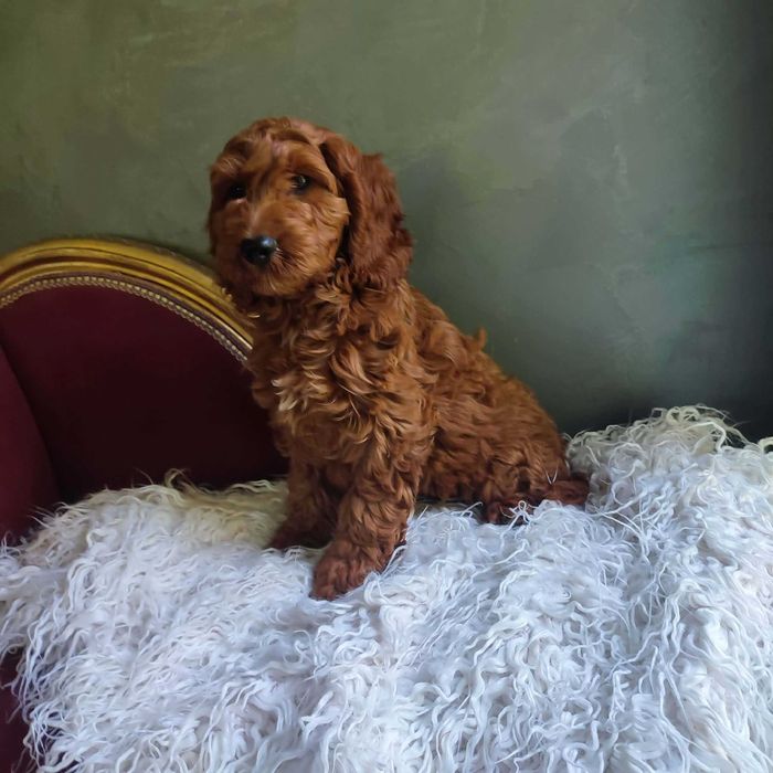Cockapoo > dostępny piesek z paszportem .