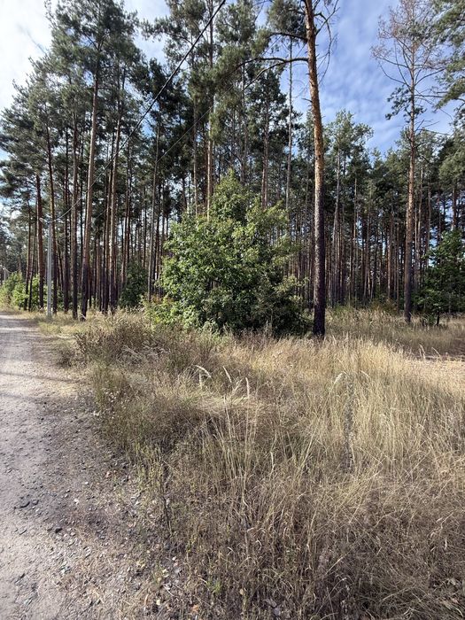 Крутезна ділянка з крутезним лісом в закритому містечку.