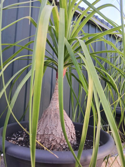 Beaucarneas recurvatas, patas de elefante