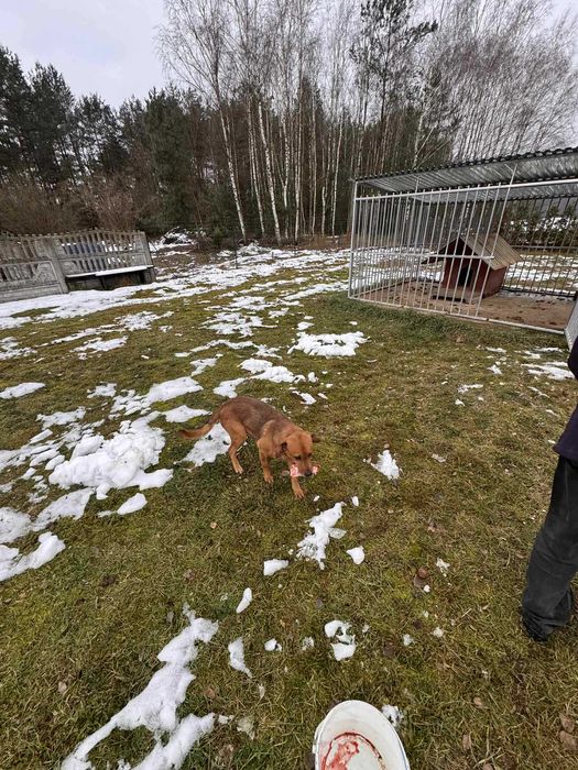 Nero szuka domu -grzecznościowo -aktualne