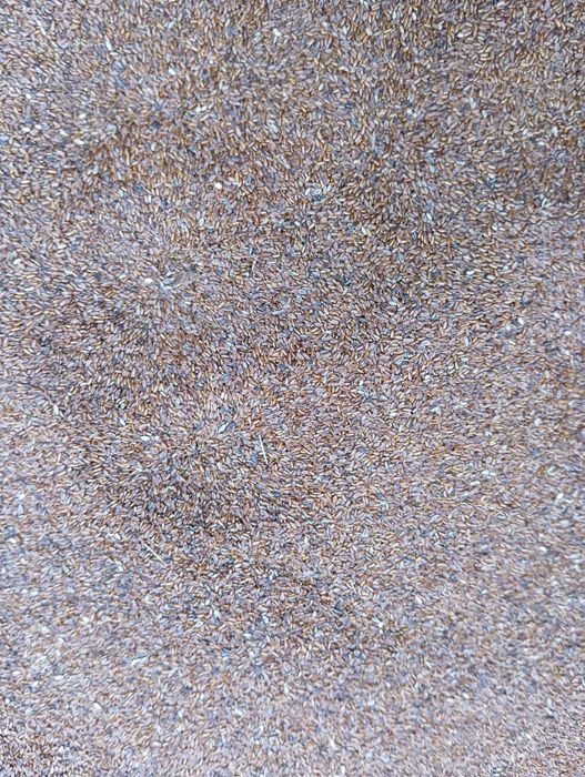 nasiona babka lancetowata 2025