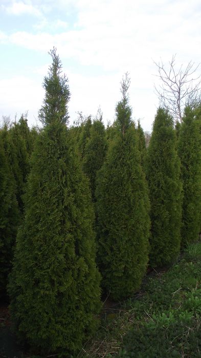 Tuja Szmaragd  220 - 320 cm tuje
