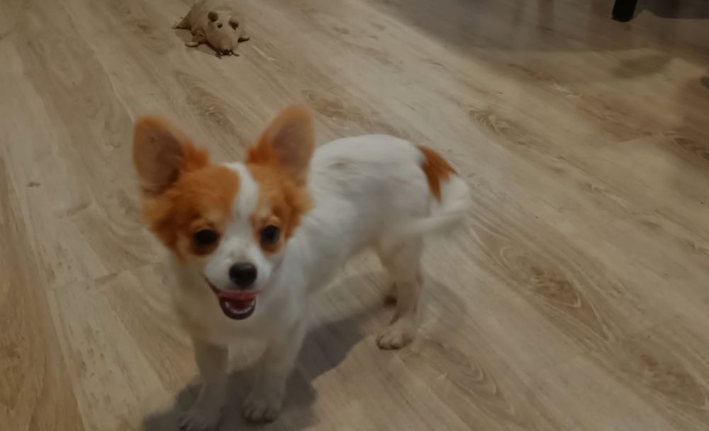 Chihuahua piesek miniatura